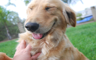 Pet Boarding and Grooming Service with Real Estate