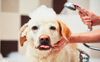 Awesome Broward Pet Spa Opportunity