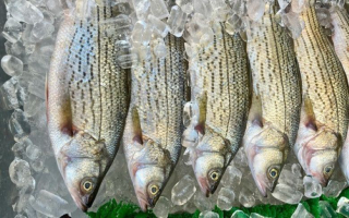 Market Leading Commercial Bait & Tackle Operation