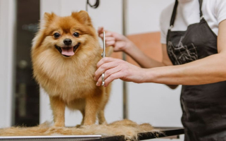 Highly Profitable Pet Salon - Semi-Absentee Owned - SC2278