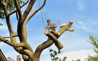 Northern California Based Landscape and Tree Services Company - SC2277