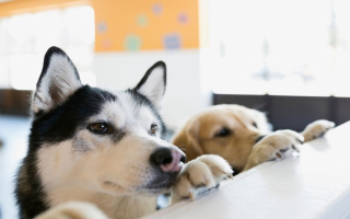 High Volume Dog Daycare in the Twin Cities Metro Area | $449,153 of Cash Flow | SBA Financing Available. 59074