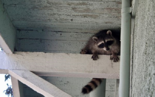 30-Year Wildlife Removal & Pest Control Business 