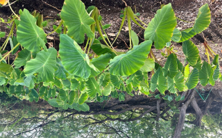 A Decade of Getting Dirty, Pivoting Like a Pro, and growing with Aloha.