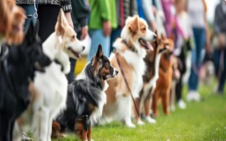 Franchise Dog Training