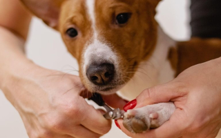 High-Demand Mobile Dog Grooming Business For Sale