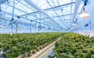 Commercial Cannabis Cultivation Farm