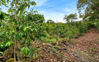 South Kona Fee-Simple Coffee Estate-Leased Through 2034 for Steady Investment Income