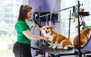 Thriving Pet Grooming Business with Loyal Base Thriving Pet Grooming Business with Loyal Base