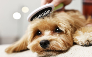 Fully Booked Dog Salon in an affluent market with recurring revenue and three untapped days