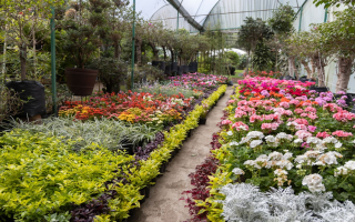Premier Retail Garden Center — Palm Beach County, Florida
