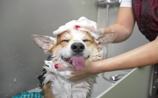 Mobile Pet Grooming with MB Sprinter Van