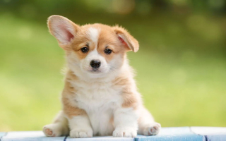 Luxury - Highly Profitable Franchise Pet Store