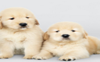 National Pet Store, $365,000 SDE, SBA pre-approved