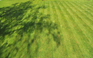 Lawn Care Service and Maintenance