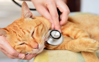 Feline-Only Veterinary Practice in Virginia Feline-Only Veterinary Practice in Virginia