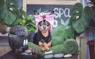 Established Grooming Business Established Grooming Business