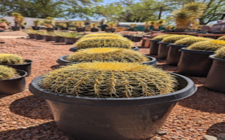 Desert Nursery & Garden Center in Southern Utah