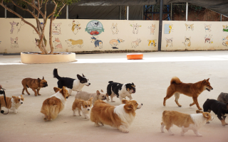 Premier Turnkey Pet Services Business Premier Turnkey Pet Services Business