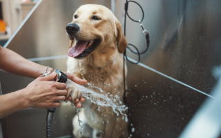 Mobile Grooming Business - MB Van and Two Groomers