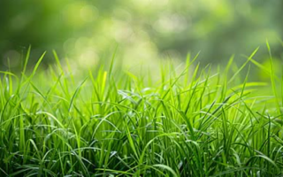 Specialty Landscaping Services-Front Range #5622BA