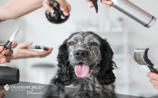 Fully Equipped Pet Grooming Salon | Consistent Customers