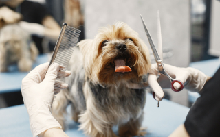 Long Established Grooming with Loyal Clients Long Established Grooming with Loyal Clients