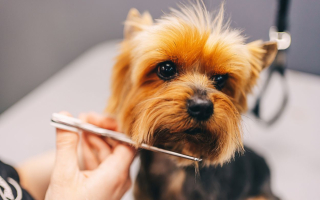 Pet Grooming Salon: Recurring Clients, 31% Growth Pet Grooming Salon: Recurring Clients, 31% Growth