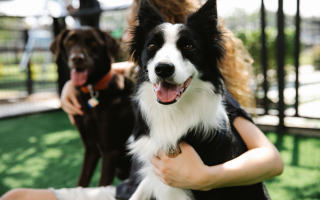 Top-Performing Dog Daycare, Boarding, and Grooming