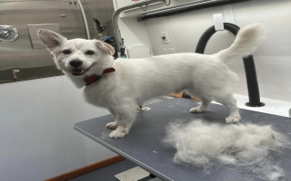 Profitable Mobile Grooming Business with 3 MB Vans