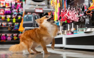 Pre-Qualified Pet Supply Franchise - Two Locations in Alabama