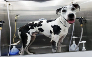 Growing Mobile Pet Grooming with 2 MB Vans