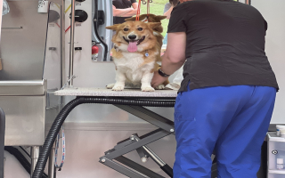 Growing Mobile Pet Grooming with 2 MB Vans