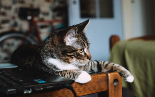 Part Time Pet Sitting Opportunity