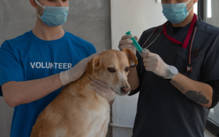 Profitable Veterinary Practice in North Atlanta 
