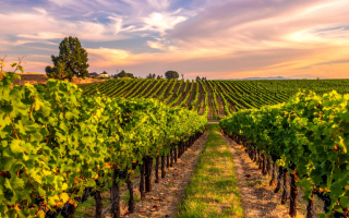 Estate Winery, Vineyard and Tasting Rooms Includes Real Estate