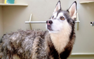 Well Established Pet Boarding Franchise-Booming