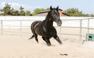 RV & Equestrian Property With Expansion Potential RV & Equestrian Property With Expansion Potential