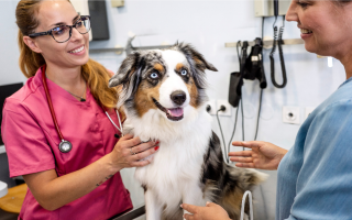 Established Small-Animal Veterinary Practice