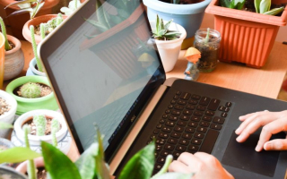 Online Plant Nursery-Delivery & Install- So. FL 