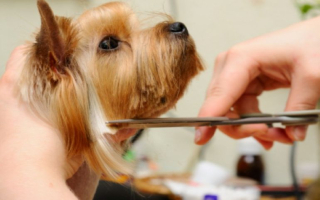 Upscale Dog Daycare & Grooming 