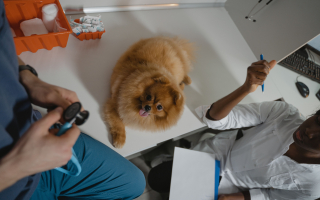 Established Veterinary Practice | $1.1M Annual Rev