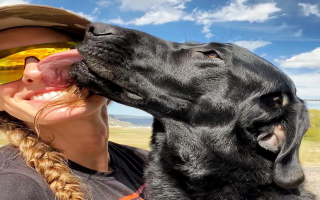 Highly Profitable Pet Boarding Business w/Real Estate