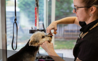 Well-Established Pet Grooming Salon – Turnkey & Ready to Grow
