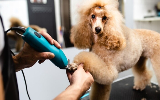Established Pet Grooming Salon – Absentee-Owned Established Pet Grooming Salon – Absentee-Owned