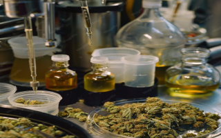 Licensed and Operational Cannabis Cultivation 
