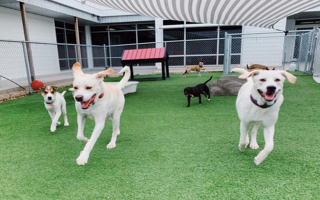 24/7 Luxury Canine Care & Boarding