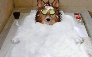 Highly Profitable Pet Spa & Boutique - SC2297