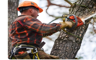 Professional Tree Care