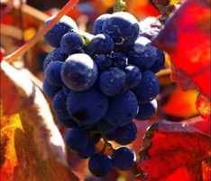 Larger NW DC Liquor Store in Affluent Location